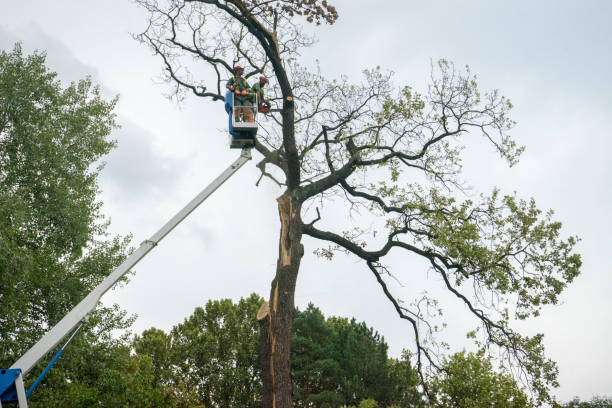 Trusted Sea Ranch, CA  Tree Services Experts