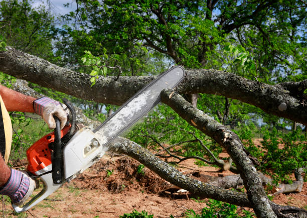 How Our Tree Care Process Works  in  Sea Ranch, CA